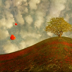poppy red