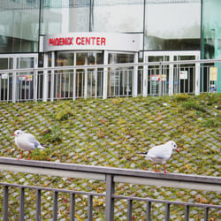 P. Center 2012 – D.T