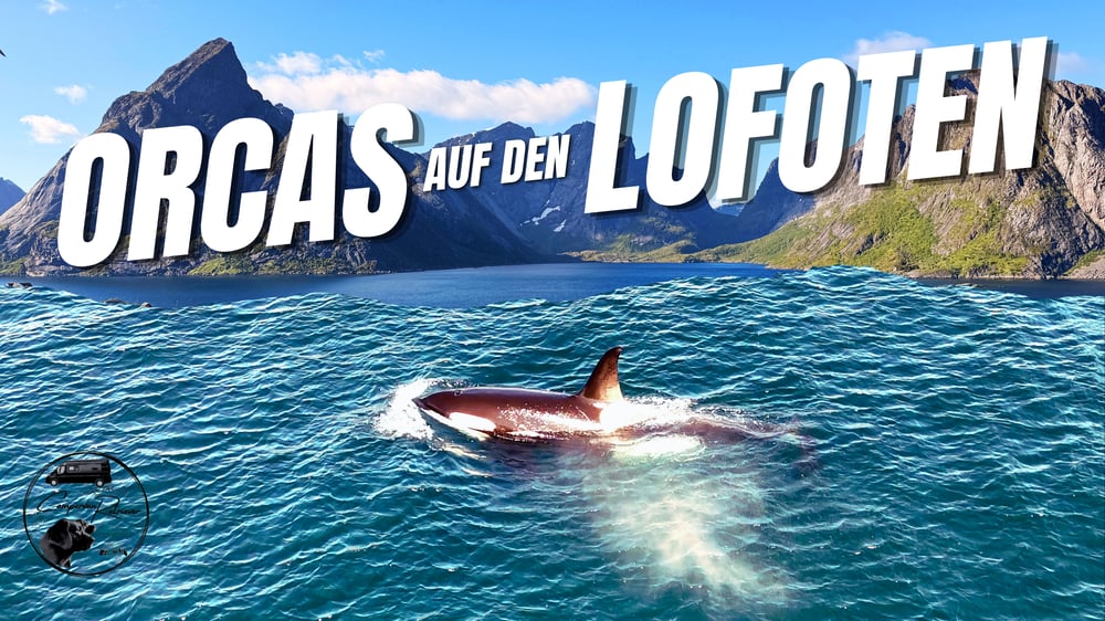 Video Thumbnail Orcas auf den Lofoten