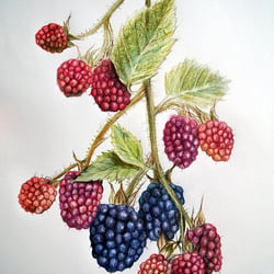 Brombeeren