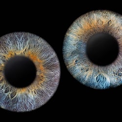 Iris Foto Beispiel