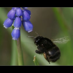 HUMMELCHEN I