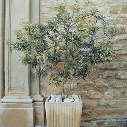 Olivenbaum