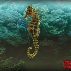 Seahorse