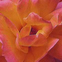 RoseI