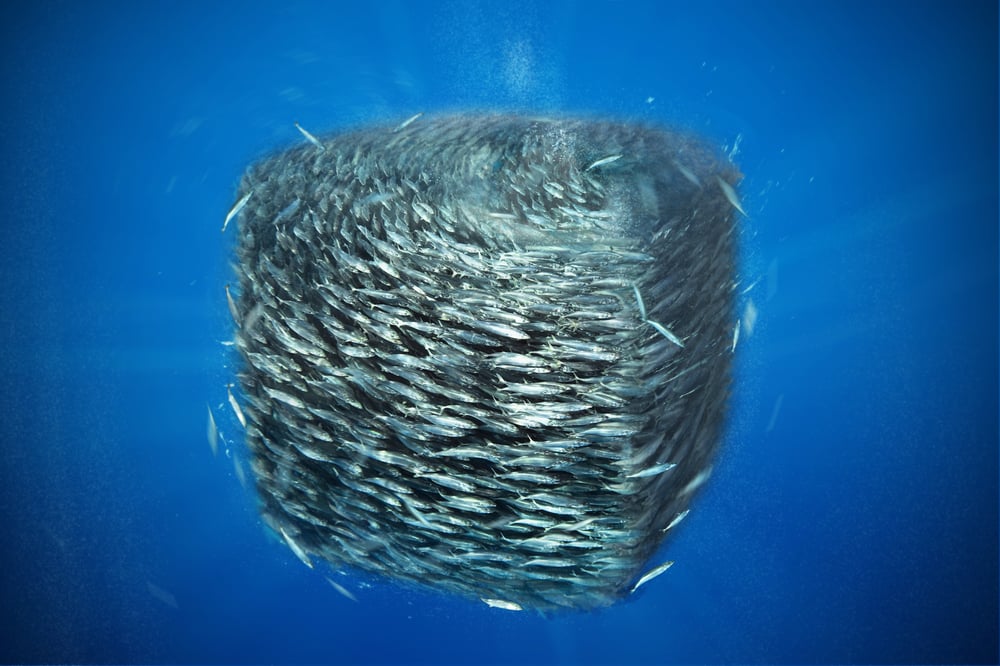 Squaring swarm