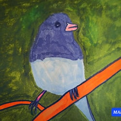 Septembird 23 – Tag 9 – Vogel:Junco.