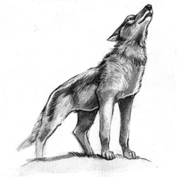 Kojote