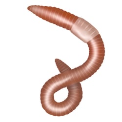 regenwurm