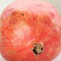 Granatapfel November 2012