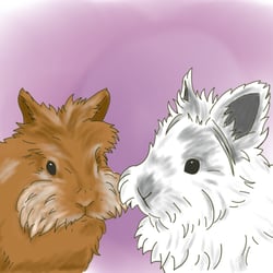 Pet Bunny drawings