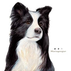 Border Collie