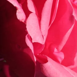 Flowers 2014 © by Dina.T