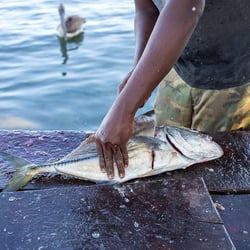 Kevin-fisherman-Placencia-Village-utagleiser-photography-2019−03−27CK5A2720