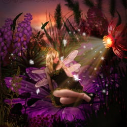 Fairy