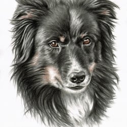 Border Collie, Kohlezeichnung