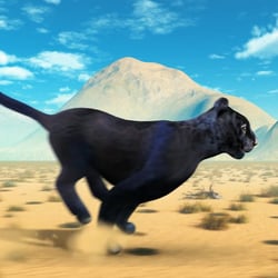 Die Panther rennt