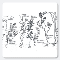 Illustration für Lehrmittel, Biologie, Raabe Verlags-GmbH