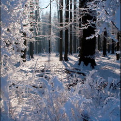 Naturfoto