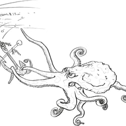 Octopus 001
