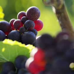 Bunte Beeren