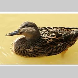 Esref Yilmaz/Fotografie: Tiere