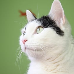 Bastet the Beauty Cat 30. Okt. 2012