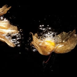 Foodfotografie – Portraithaus Worms