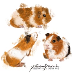 Meerschweinchen