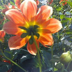 Dahlie im Gegenlicht