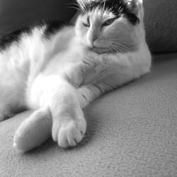 Bastet in Black and White 16