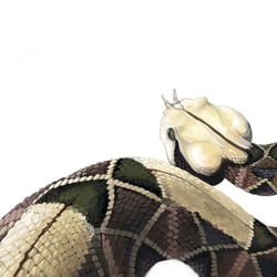 Gabunviper