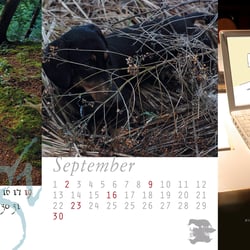 Jahreskalender Dackelfotografie 1