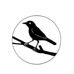 Amsel, Handzeichnung