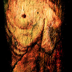 Torso 9615