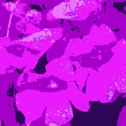 Blüten