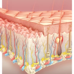 Epidermis Querschnitt