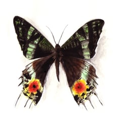 Aquarell