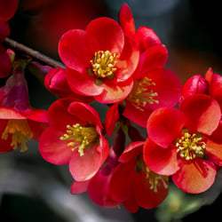 Blüten einer Zierquitte