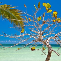 Cuba