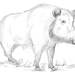 Wildschwein