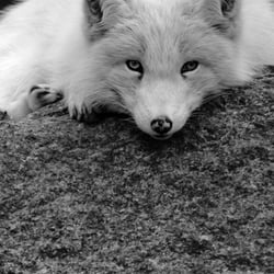 Polarfuchs