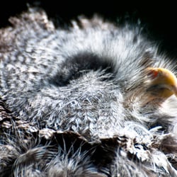 Animalisch gut