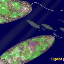 Euglena gracilis