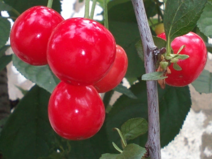 Kirschbaum 00