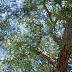 Pepper Tree