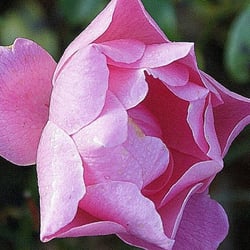 Rosenrot
