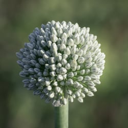 Zwiebelblüte