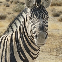 Ethosa NP Namibia Zebra