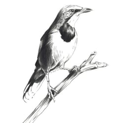“PIROL” Vogelzeichnung – Tusche
